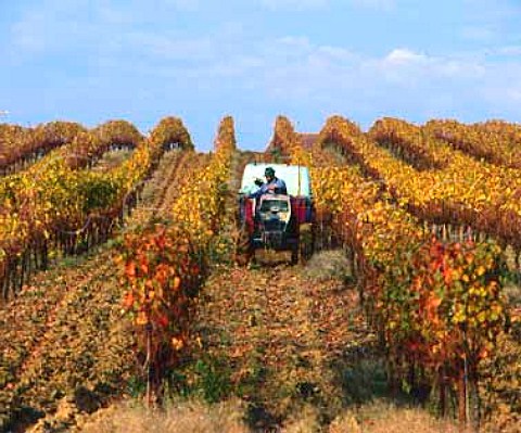 Spraying weeds in the autumn in vineyard of Chateau   la Grave Bechade Baleyssagues LotetGaronne   France AC Cotes de Duras