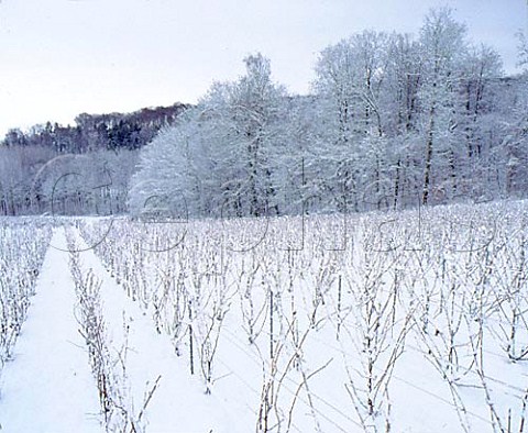 Snow blankets a vineyard at Verzy on the Montagne de   Reims Marne France Champagne