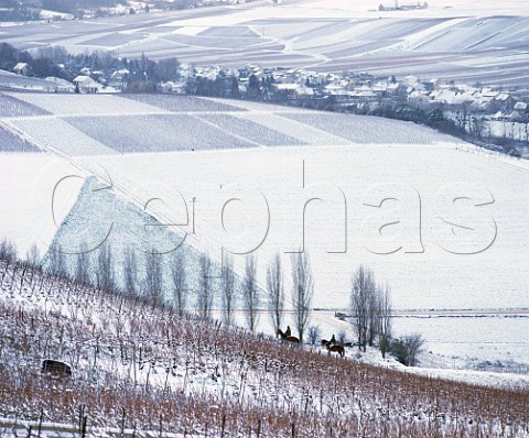 Riding horses in the snow in vineyard near Mancy south of pernay Marne France  Champagne