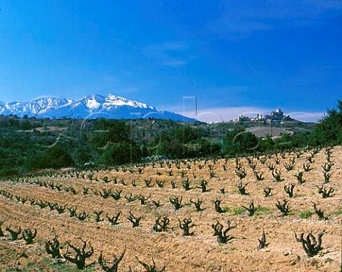 Vineyard in the early spring with village of   MontalbaleChateau and the Pic du Canigou 2784m   beyond   PyrnesOrientales France   Ctes du Roussillon