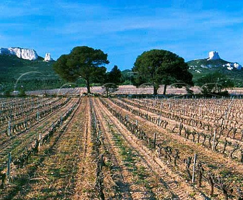 Vineyard of Chteau de Calissanne in the early   spring  LanondeProvence BouchesduRhne    France   AC Coteaux dAixenProvence