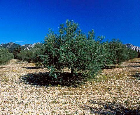Olive grove of Mas de la Dame   near Les BauxdeProvence BouchesduRhne France
