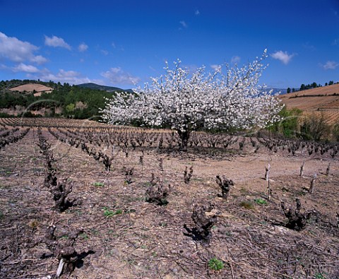 Spring blossom on tree in vineyard near Berlou Hrault France  AC StChinian