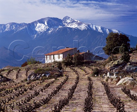 Vineyard in the hills above Vinca with the   Massif du Canigou 2784m beyond   PyrnesOrientales France  AC Ctes du Roussillon