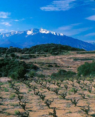 Vineyard in the hills near Marcevol with the Massif   de Canigou 2784m beyond PyrnesOrientales    France    Ctes du Roussillon