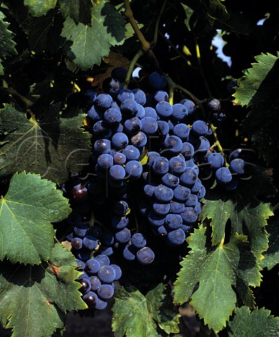 Grenache grapes at Mas Amiel Maury   PyrnesOrientales France   AC Maury