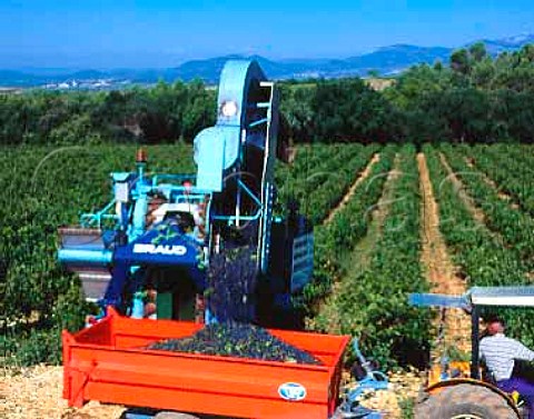 Machine harvesting of Cabernet Sauvignon grapes at   Chateau de Capion Aniane Herault France