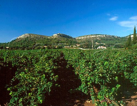 Vineyards at Chusclan Gard France   AC Ctes du RhneVillages