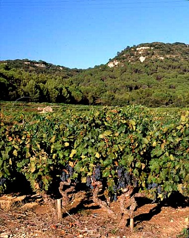 Vineyards at Chusclan Gard France   AC Ctes du RhneVillages