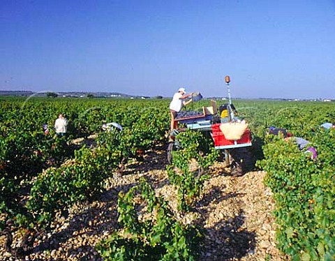 Harvest time in the vineyards at Courthezon   Vaucluse France AC ChateauneufduPape