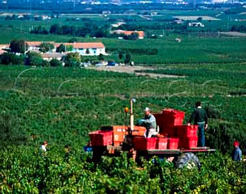 Harvesting Grenache grapes in vineyard of Jean Comte   de Lauze at ChateauneufduPape Vaucluse France