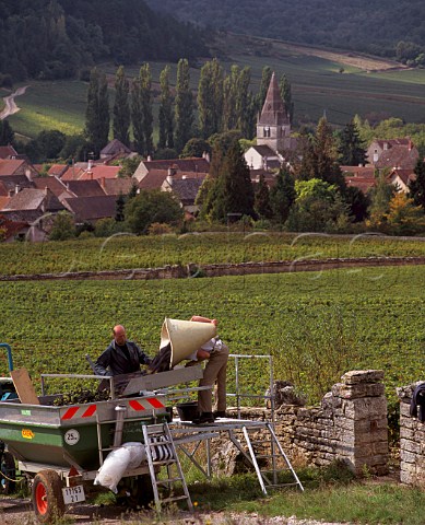 Harvesting Pinot Noir grapes in Climat du Val vineyard AuxeyDuresses Cte dOr France Cte de Beaune Premier Cru