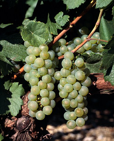 Ripe Chardonnay grapes in Vaudsir  one of the Grand Cru vineyards of Chablis   Yonne France