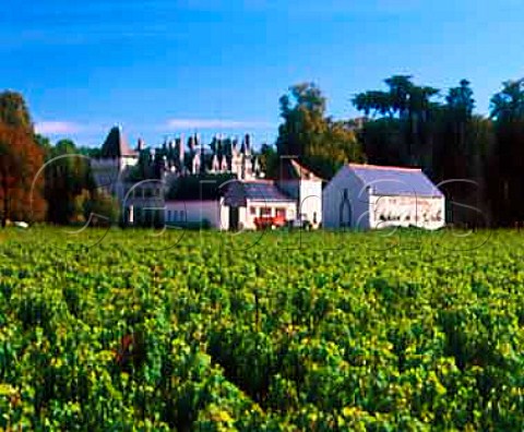 Chteau de la Grille viewed over Cabernet Franc   vineyard Chinon IndreetLoire France   Chinon