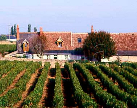 Vineyard and cottages in La Valle Coquette at   Vouvray IndreetLoire France   AC Vouvray