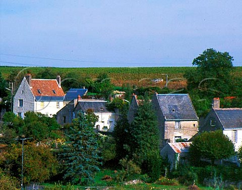 Vineyard above the houses on Rue de la Monaco at   Vouvray IndreetLoire France  AC Vouvray