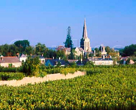 Village of Epir viewed over Chenin Blanc vineyard   MaineetLoire France   AC Savennires