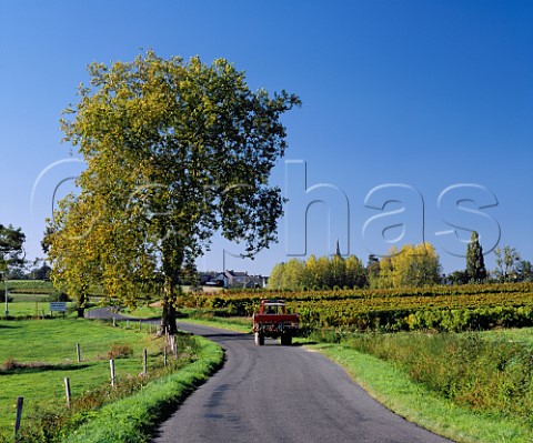 Road through the vineyards at FayedAnjou  MaineetLoire France   ACs Coteaux du LayonVillages and AnjouVillages