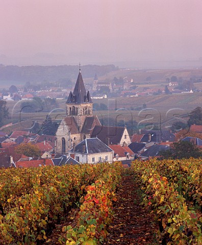 Autumnal Pinot Meunier vineyard above VilleDommange on the Montagne de Reims Marne France   Champagne