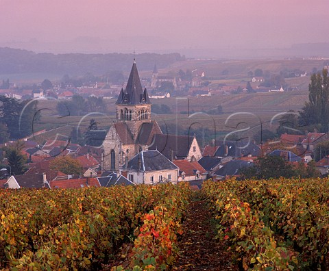 Autumnal vineyard above VilleDommange on the Montagne de Reims Marne France  Champagne