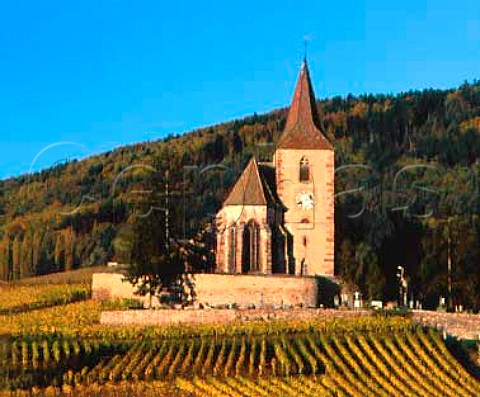 The 15th century fortified church surrounded by   vineyards at Hunawihr HautRhin France  Alsace