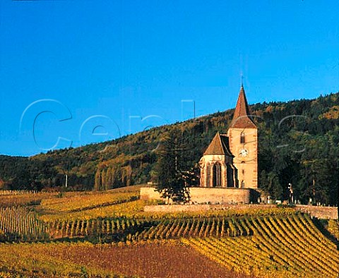 The 15thcentury fortified church surrounded by   vineyards at Hunawihr HautRhin France  Alsace