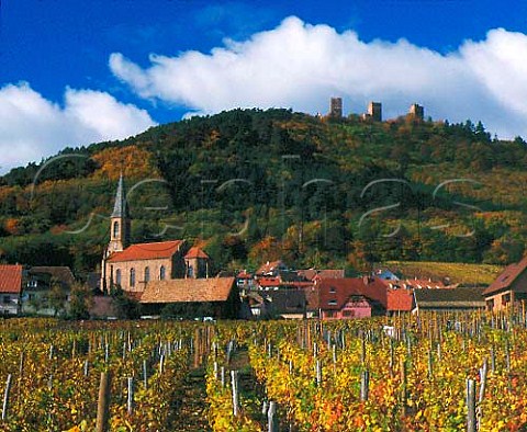 Autumnal vineyard at HusserenlesChteaux with the   three ruined chteaux on the hill behind   Eguisheim HautRhin France   Alsace