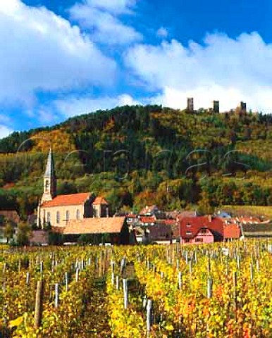 Autumnal vineyard at HusserenlesChteaux with the   three ruined chteaux on the hill behind   Eguisheim HautRhin France   Alsace