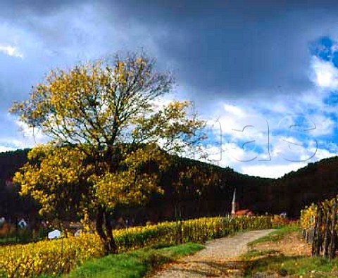 Autumn colours of the Pfersigberg vineyard with  HusserenlesChteaux beyond   HautRhin France  Alsace