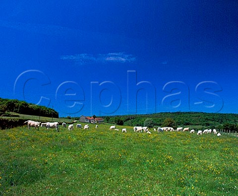 Charolais cattle Montbard Cote dOr France