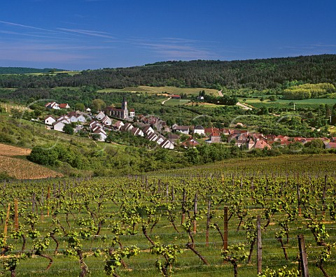Vineyard above Arcenant Cte dOr France Bourgogne HautesCtes de Nuits