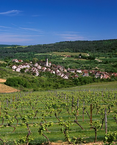 Vineyard in spring above village of Arcenant Cte dOr France Bourgogne Hautes Ctes de Nuits