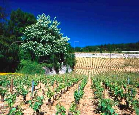 Clos de lArlot vineyard of Domaine de lArlot   PrmeauxPrissey Cte dOr France   NuitsStGeorges  Cte de Nuits