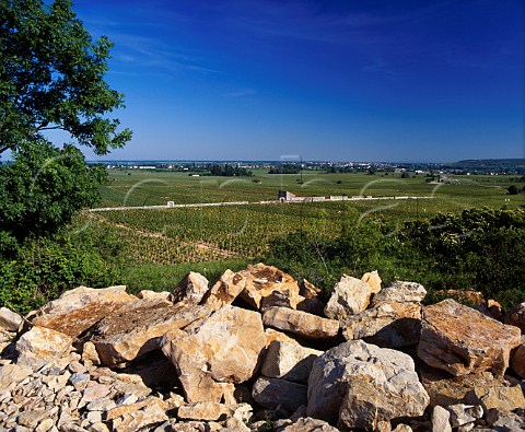Chunks of limestone removed from the soil above   Le Montrachet vineyard PulignyMontrachet   Cte dOr France Cte de Beaune