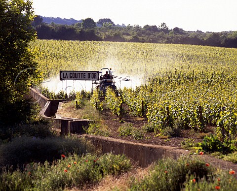 Spraying in la Goutte dOr a premier cru vineyard   at Meursault Cte dOr France Cte de Beaune