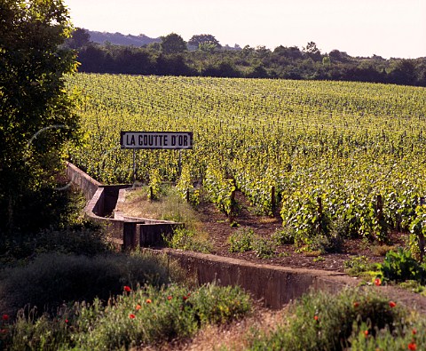 La Goutte dOr vineyard Meursault Cte dOr France Cte de Beaune Premier Cru