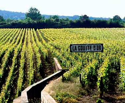 La Goutte dOr a premier cru vineyard at Meursault   Cte dOr France   Cte de Beaune