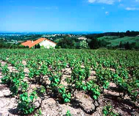 Vineyard at Ambierle Loire France   Cte Roannaise