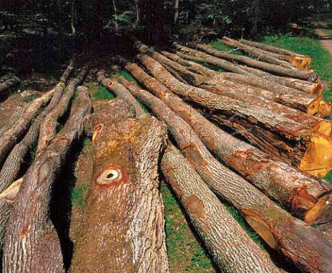 Felled oak trees in the Troncais Forest one of the   prime sources of oak for making wine barrels     Allier France