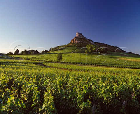 The Rock of Solutr surrounded by Chardonnay vineyards SolutrPouilly SaneetLoire France    PouillyFuiss  Mconnais