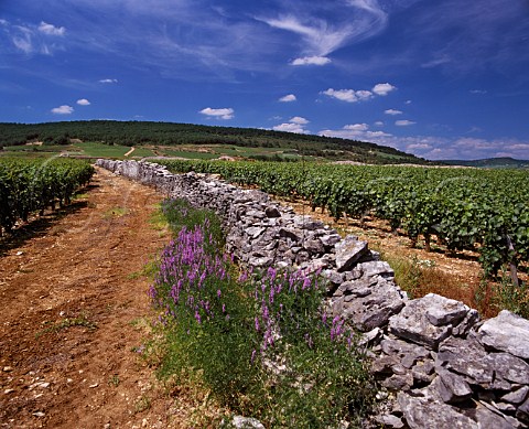 Old wall in Les Boirettes vineyard   ChassagneMontrachet Cte dOr France  Cte de   Beaune