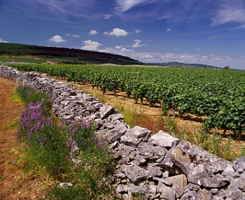 Old stone wall in Les Boirettes vineyard  ChassagneMontrachet Cte dOr France    Cte de Beaune