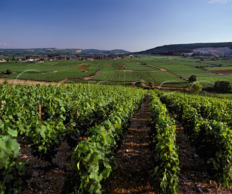 View from en Remilly vineyard in StAubin to village and vineyards of ChassagneMontrachet Cte dOr France   Cte de Beaune