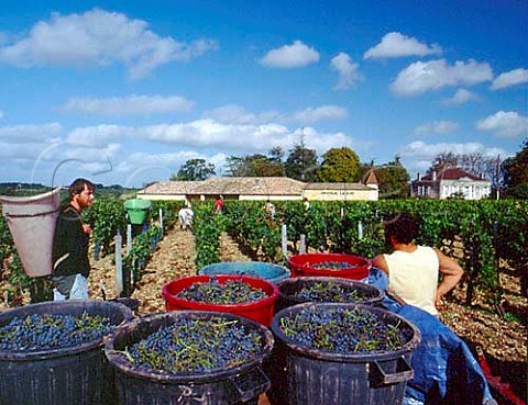Harvesting Merlot grapes in vineyard at Chteau le   Gay Pomerol Gironde France Pomerol  Bordeaux