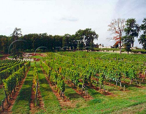 Vineyard at Chteau Laroque   StChristophedesBardes Gironde France     Stmilion  Bordeaux