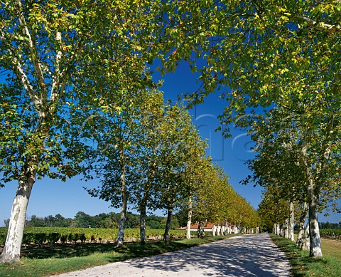 Avenue of plane trees leading to Chteau Bouscaut Cadaujac Gironde France    PessacLognan  Bordeaux