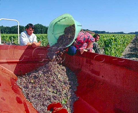 Harvesting botrytised Semillon grapes in vineyard of   Chteau Guiraud Sauternes Gironde France      Sauternes  Bordeaux