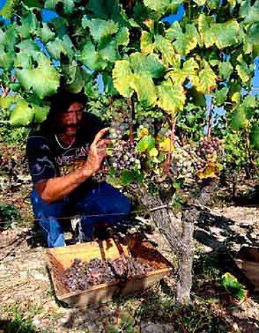 Harvesting botrytised Semillon grapes in vineyard of   Chteau dYquem Sauternes Gironde France   Sauternes  Bordeaux