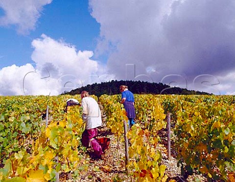 Harvesting in Les Clos vineyard of William Fevre   Chablis Yonne France Chablis Grand Cru