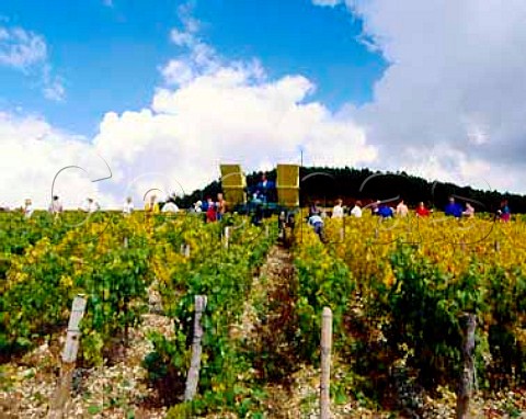 Harvesting in Les Clos vineyard of William Fvre   Chablis Yonne France  Chablis Grand Cru